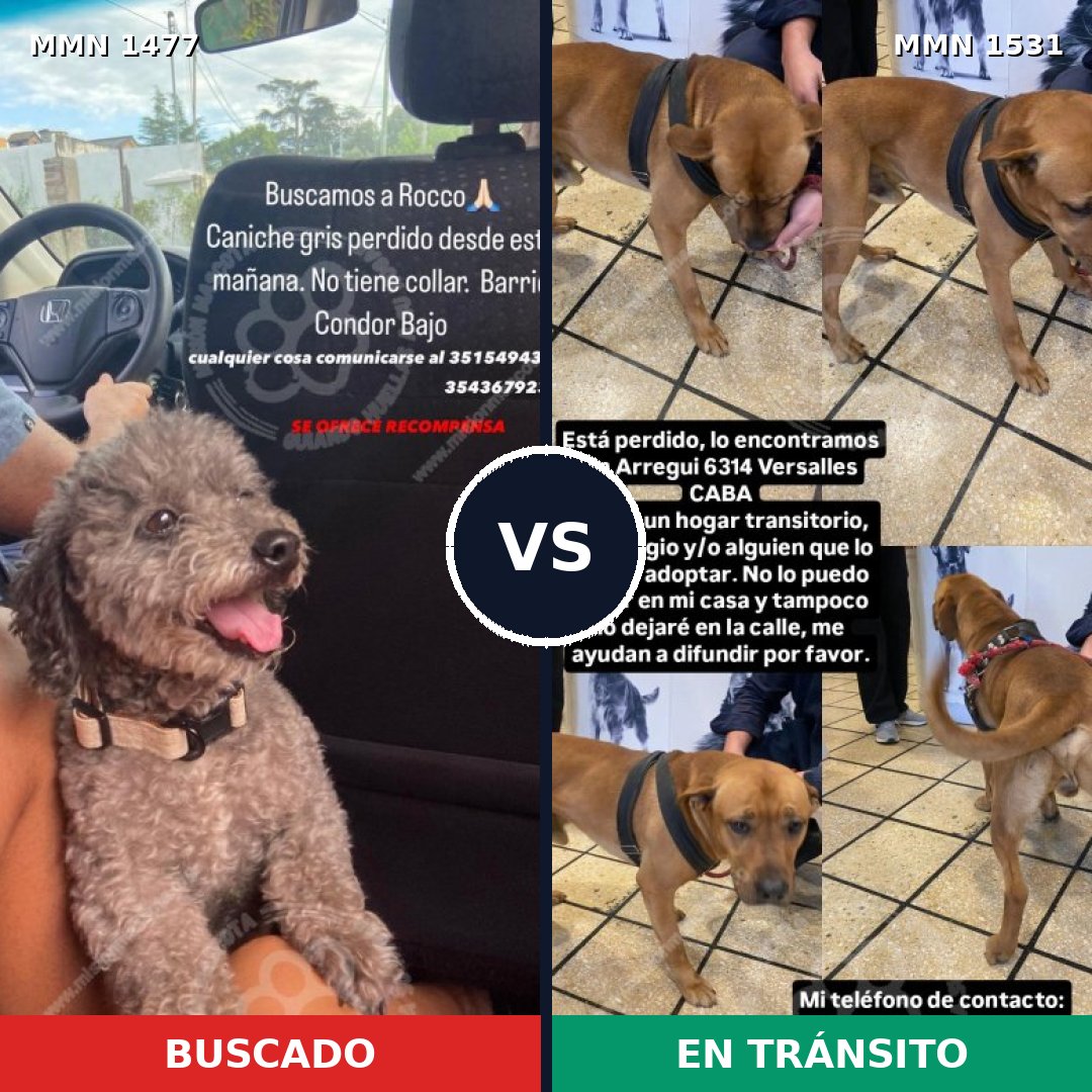 Comparativa MMS 34239: mascota perdida y mascota encontrada, 29% de similitud