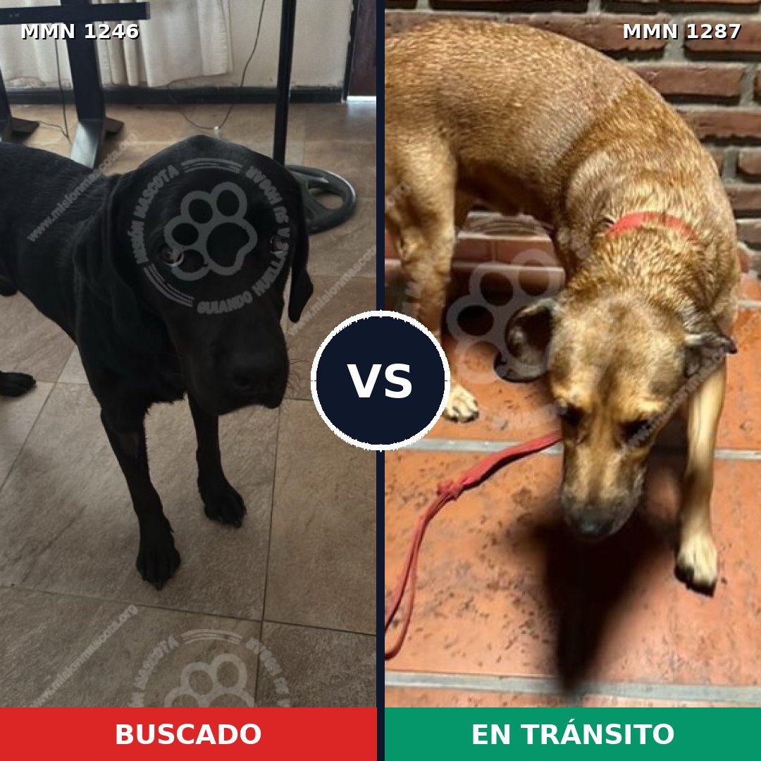 Comparativa MMS 34241: mascota perdida y mascota encontrada, 33% de similitud