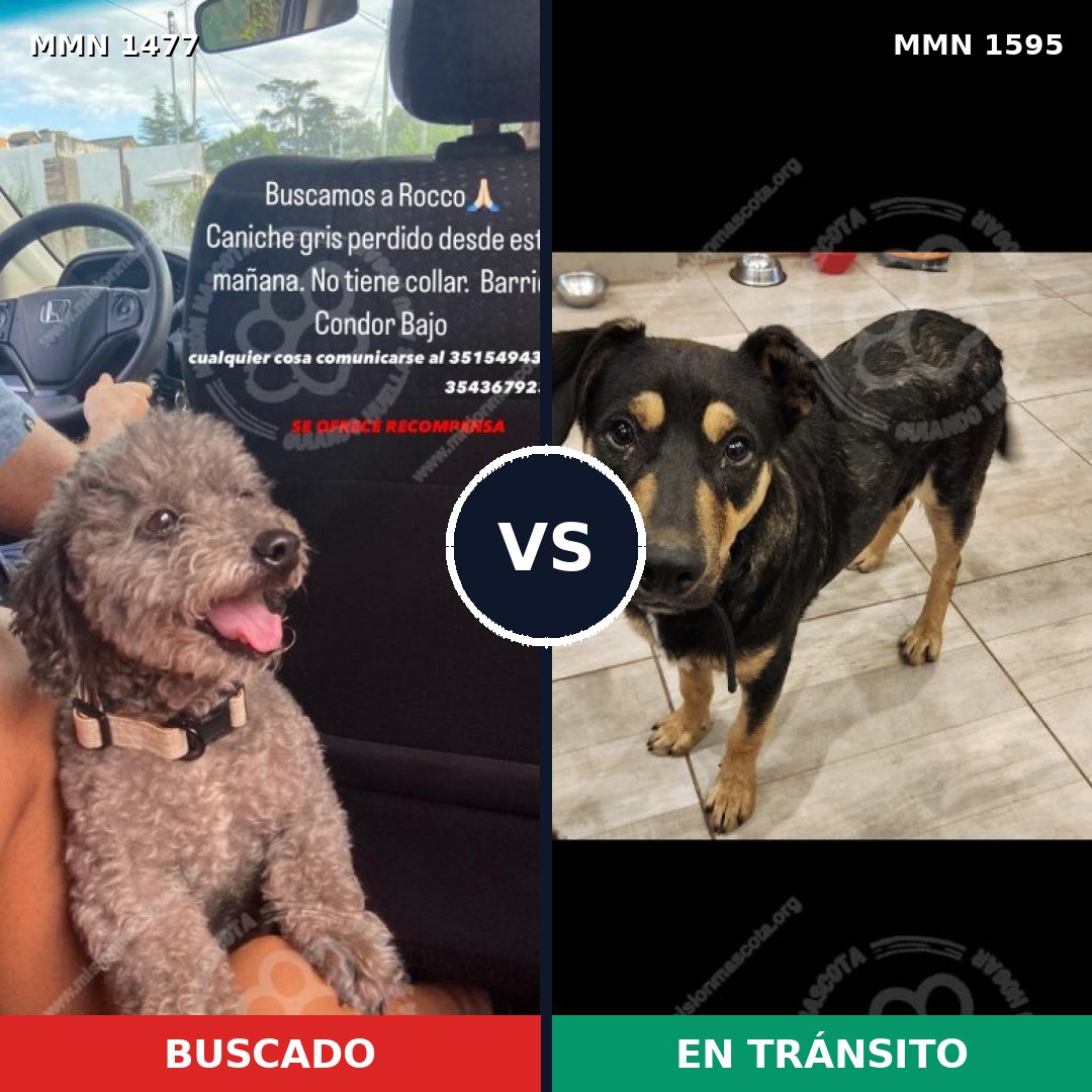 Comparativa MMS 34254: mascota perdida y mascota encontrada, 24% de similitud