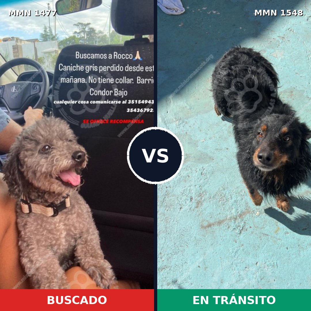Comparativa MMS 34257: mascota perdida y mascota encontrada, 24% de similitud
