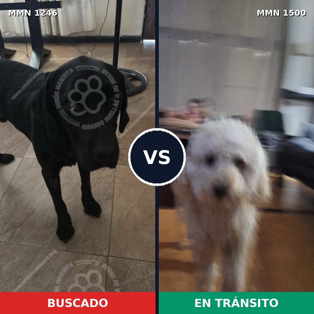 Comparativa MMS 34258: mascota perdida y mascota encontrada, 27% de similitud