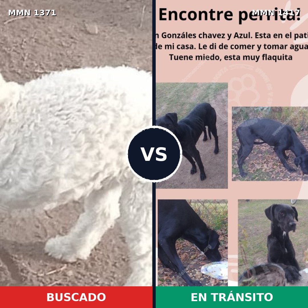 Comparativa MMS 34265: mascota perdida y mascota encontrada, 48% de similitud