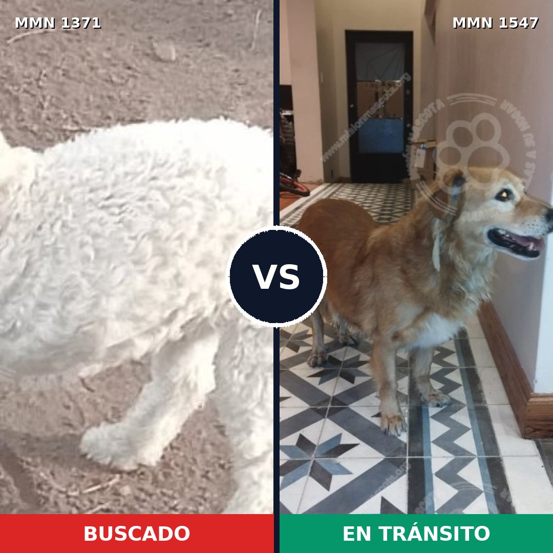 Comparativa MMS 34266: mascota perdida y mascota encontrada, 34% de similitud