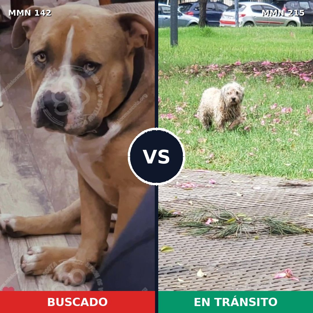 Comparativa MMS 3427: mascota perdida y mascota encontrada, 22% de similitud