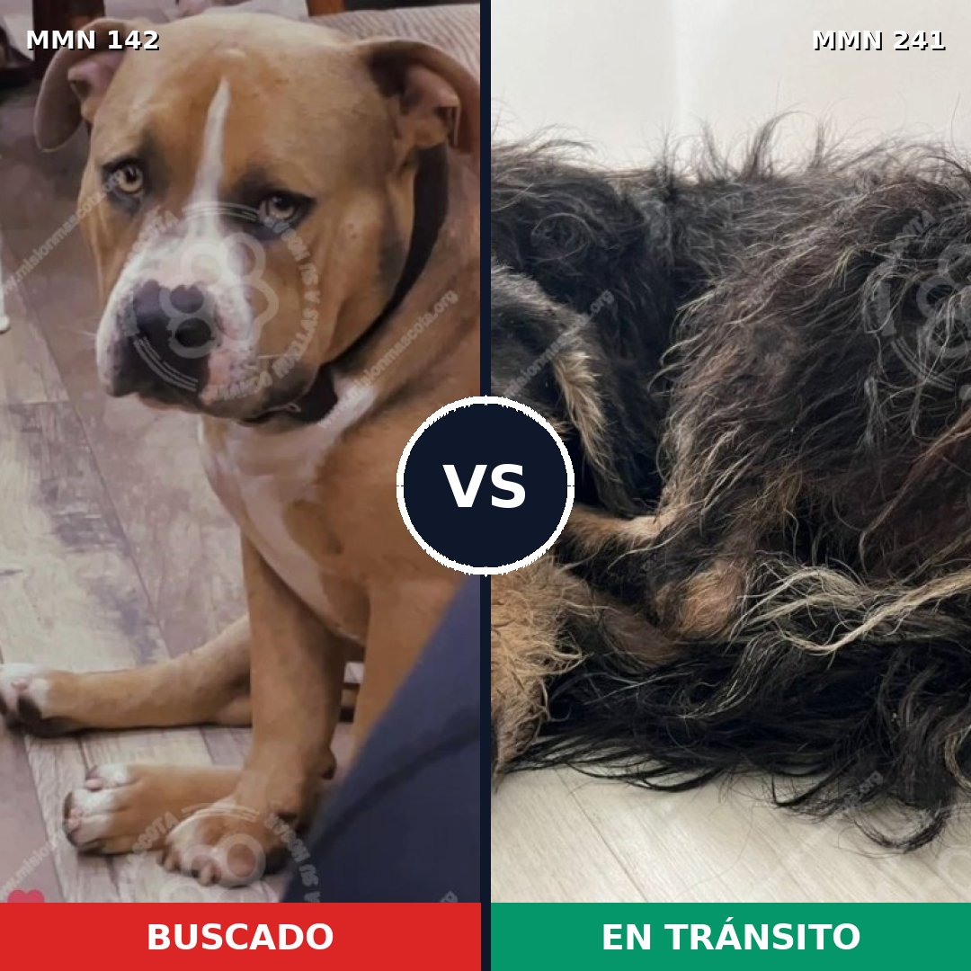 Comparativa MMS 3429: mascota perdida y mascota encontrada, 2% de similitud