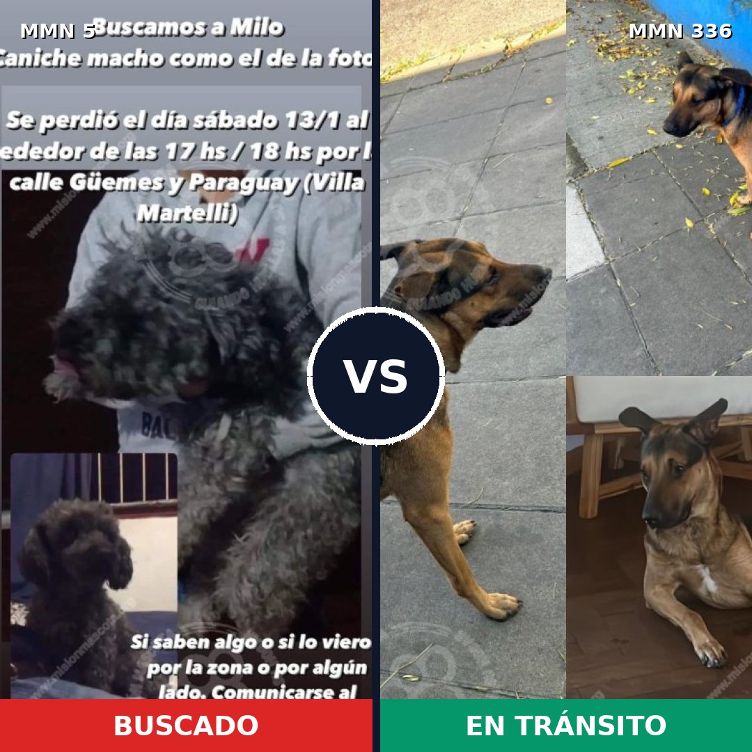 Comparativa MMS 343: mascota perdida y mascota encontrada, 40% de similitud