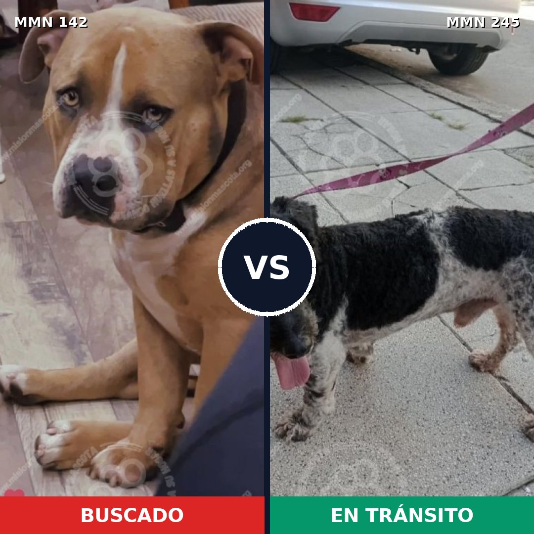 Comparativa MMS 3431: mascota perdida y mascota encontrada, 22% de similitud