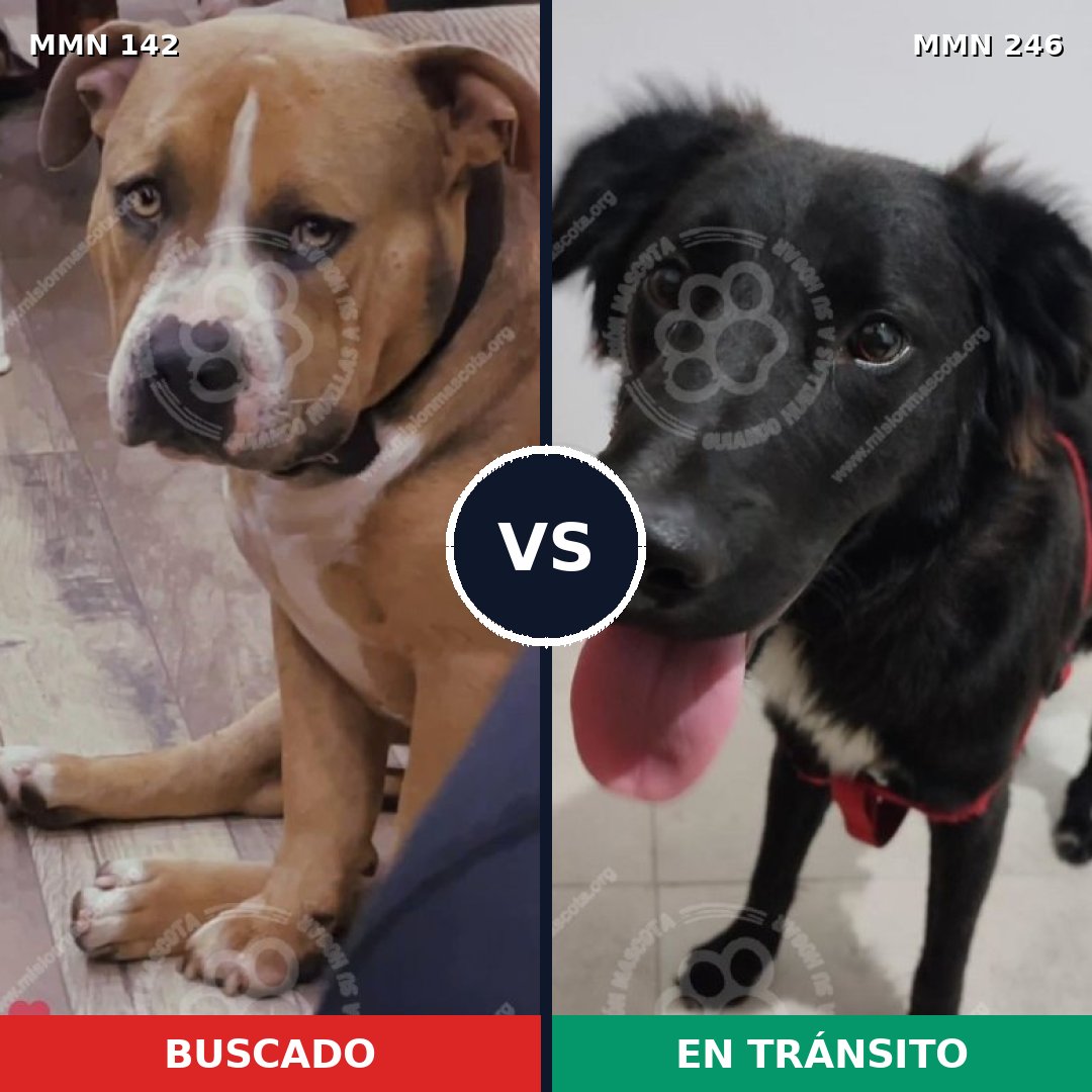 Comparativa MMS 3432: mascota perdida y mascota encontrada, 16% de similitud