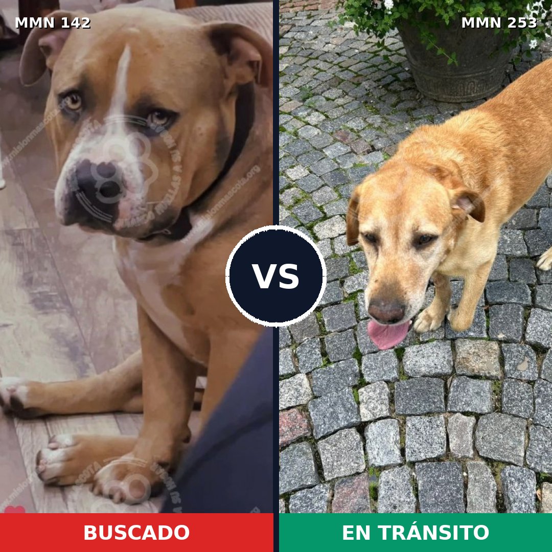 Comparativa MMS 3433: mascota perdida y mascota encontrada, 66% de similitud