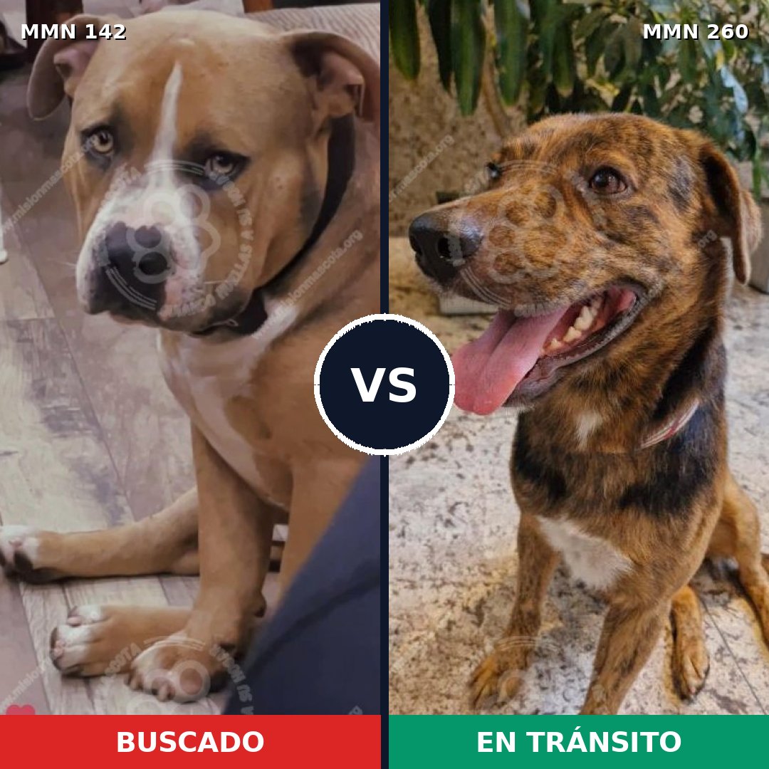 Comparativa MMS 3436: mascota perdida y mascota encontrada, 64% de similitud