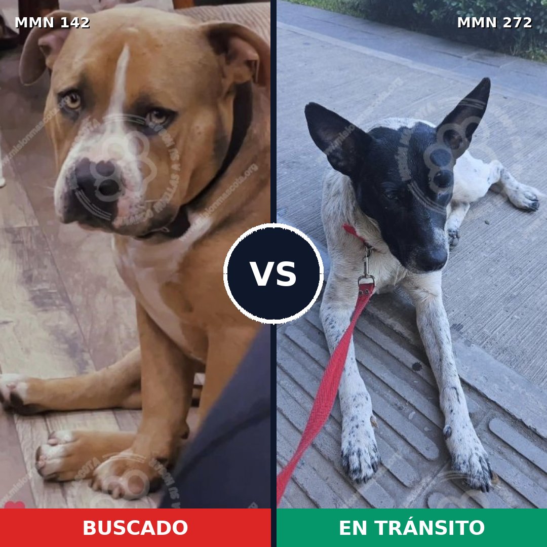 Comparativa MMS 3437: mascota perdida y mascota encontrada, 63% de similitud