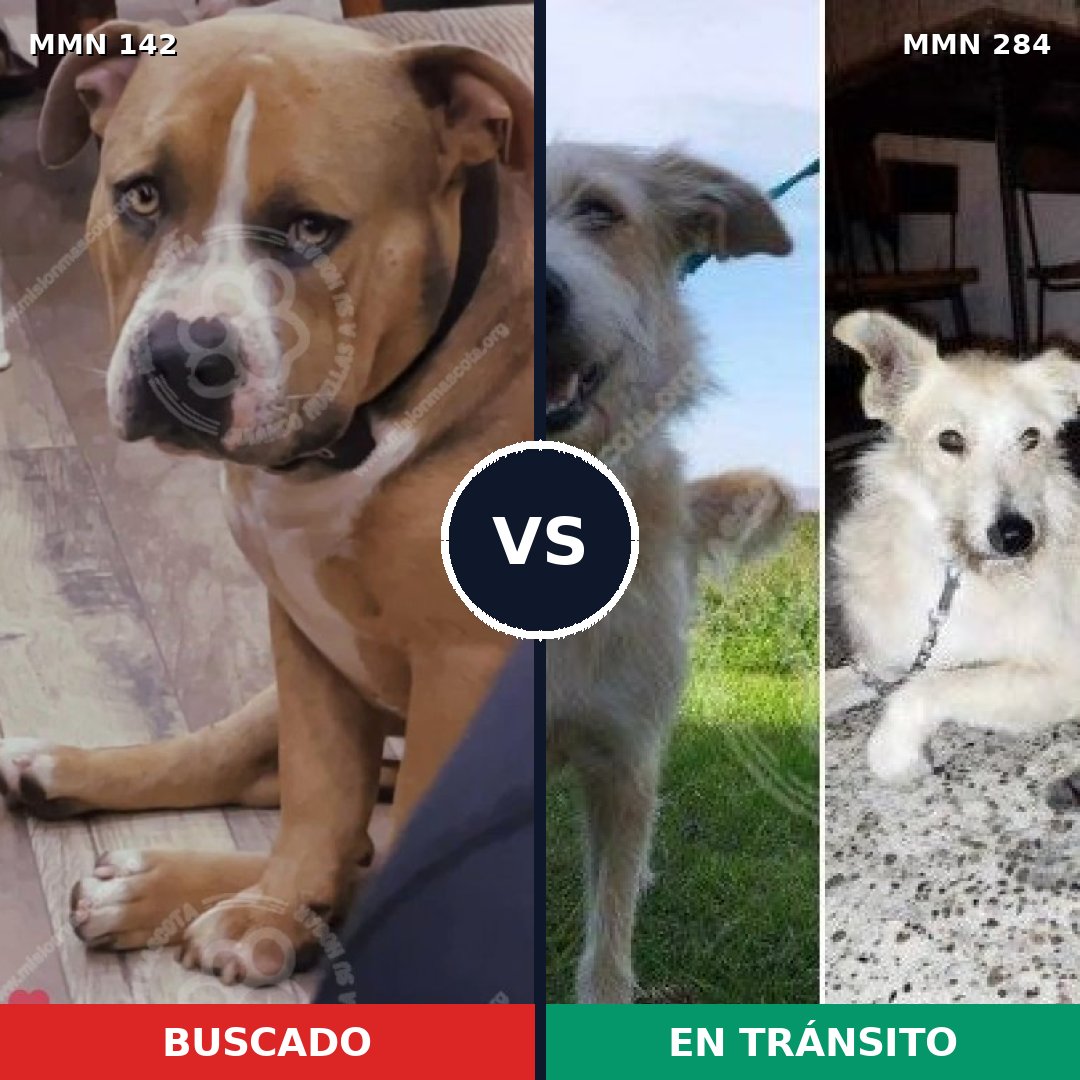 Comparativa MMS 3439: mascota perdida y mascota encontrada, 8% de similitud