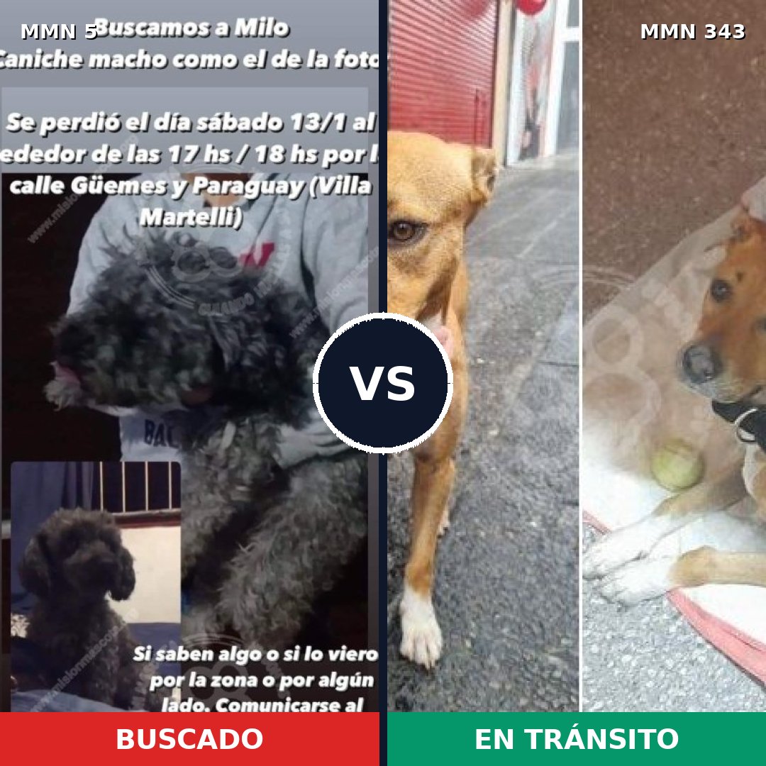 Comparativa MMS 344: mascota perdida y mascota encontrada, 31% de similitud