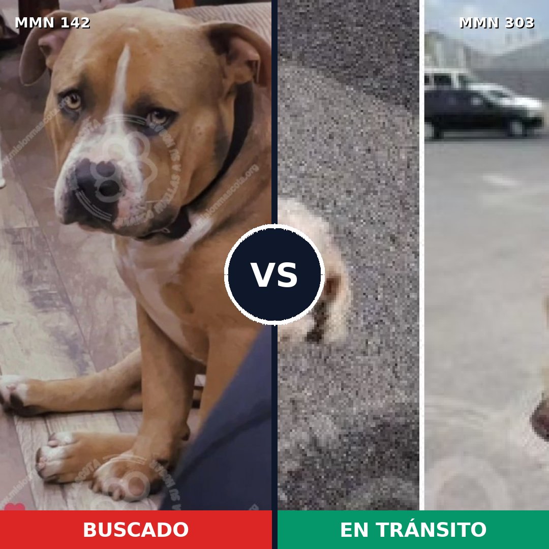 Comparativa MMS 3440: mascota perdida y mascota encontrada, 21% de similitud