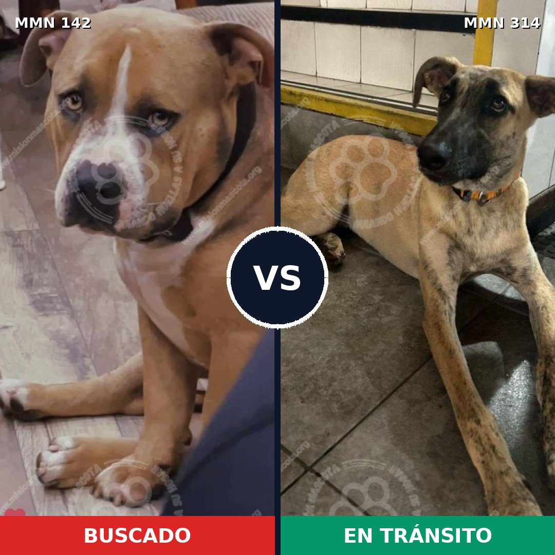 Comparativa MMS 3442: mascota perdida y mascota encontrada, 47% de similitud