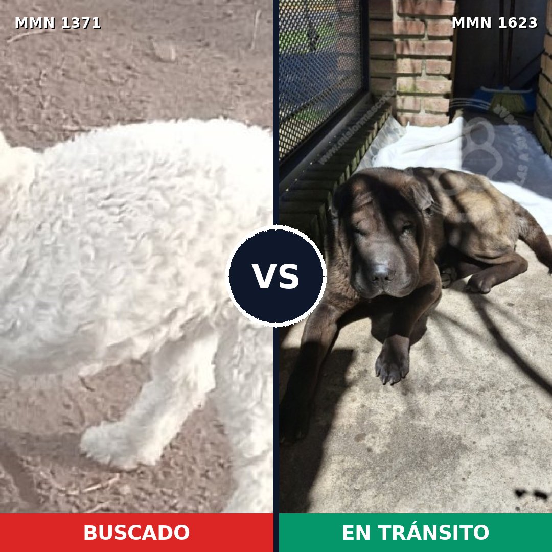 Comparativa MMS 34424: mascota perdida y mascota encontrada, 43% de similitud