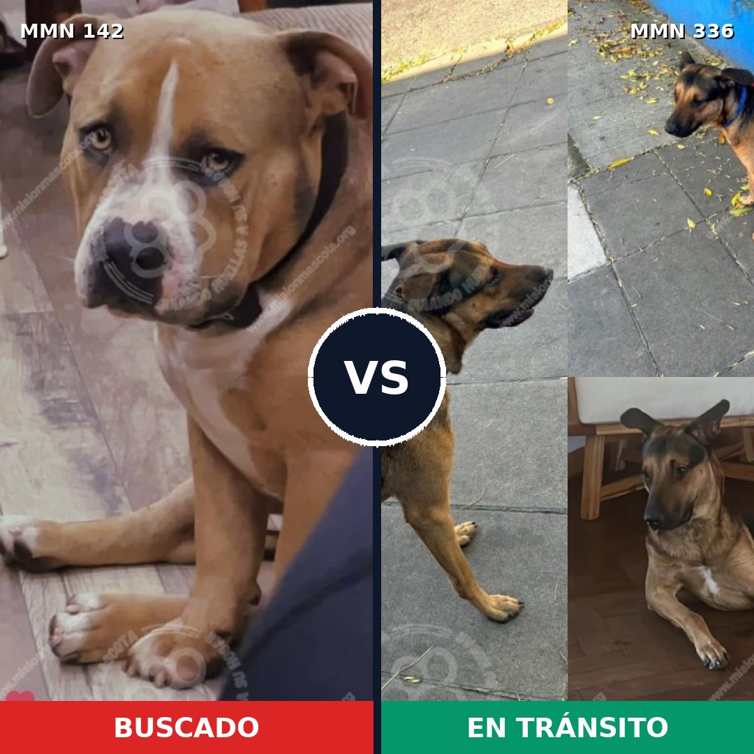 Comparativa MMS 3443: mascota perdida y mascota encontrada, 8% de similitud