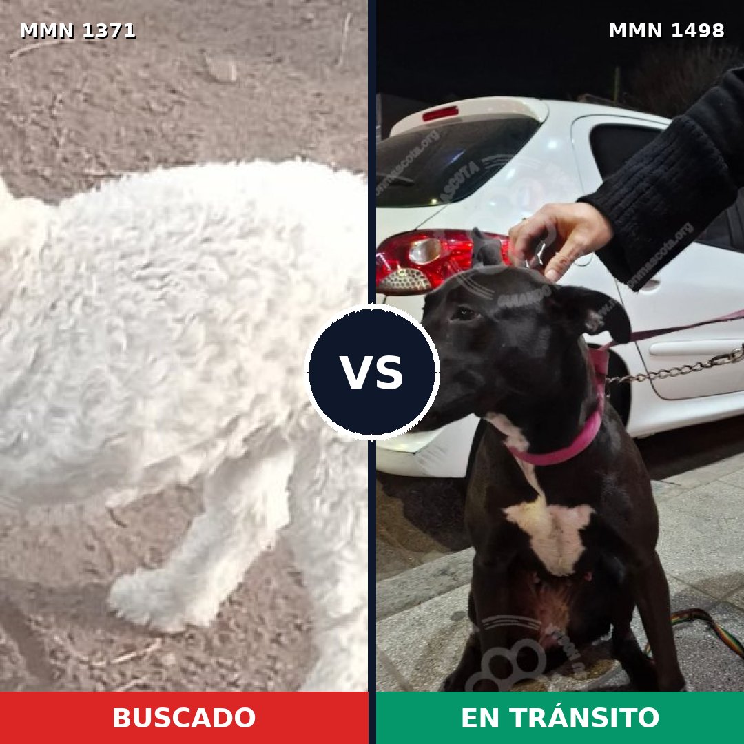 Comparativa MMS 34430: mascota perdida y mascota encontrada, 45% de similitud