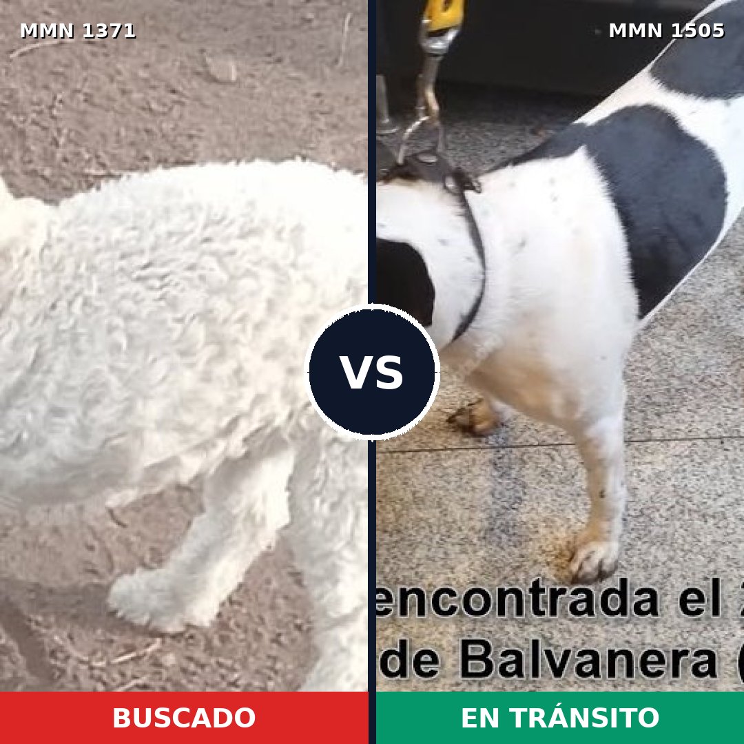 Comparativa MMS 34433: mascota perdida y mascota encontrada, 51% de similitud
