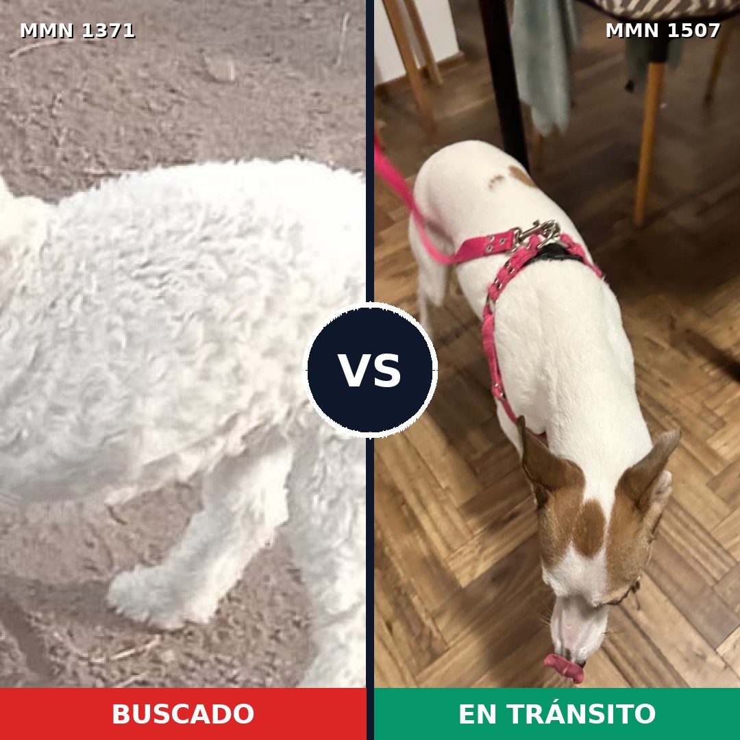 Comparativa MMS 34434: mascota perdida y mascota encontrada, 46% de similitud