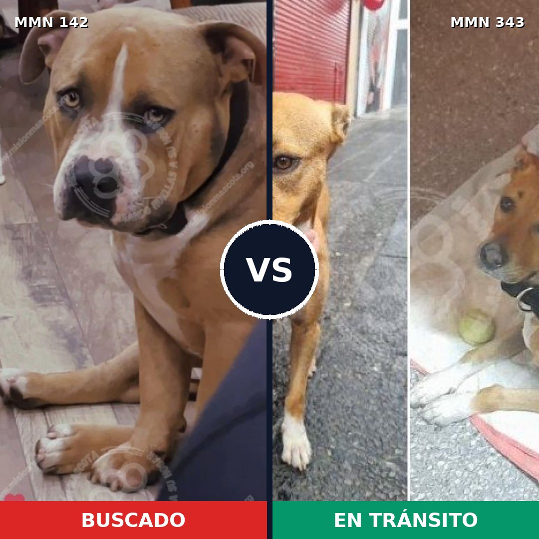 Comparativa MMS 3444: mascota perdida y mascota encontrada, 26% de similitud