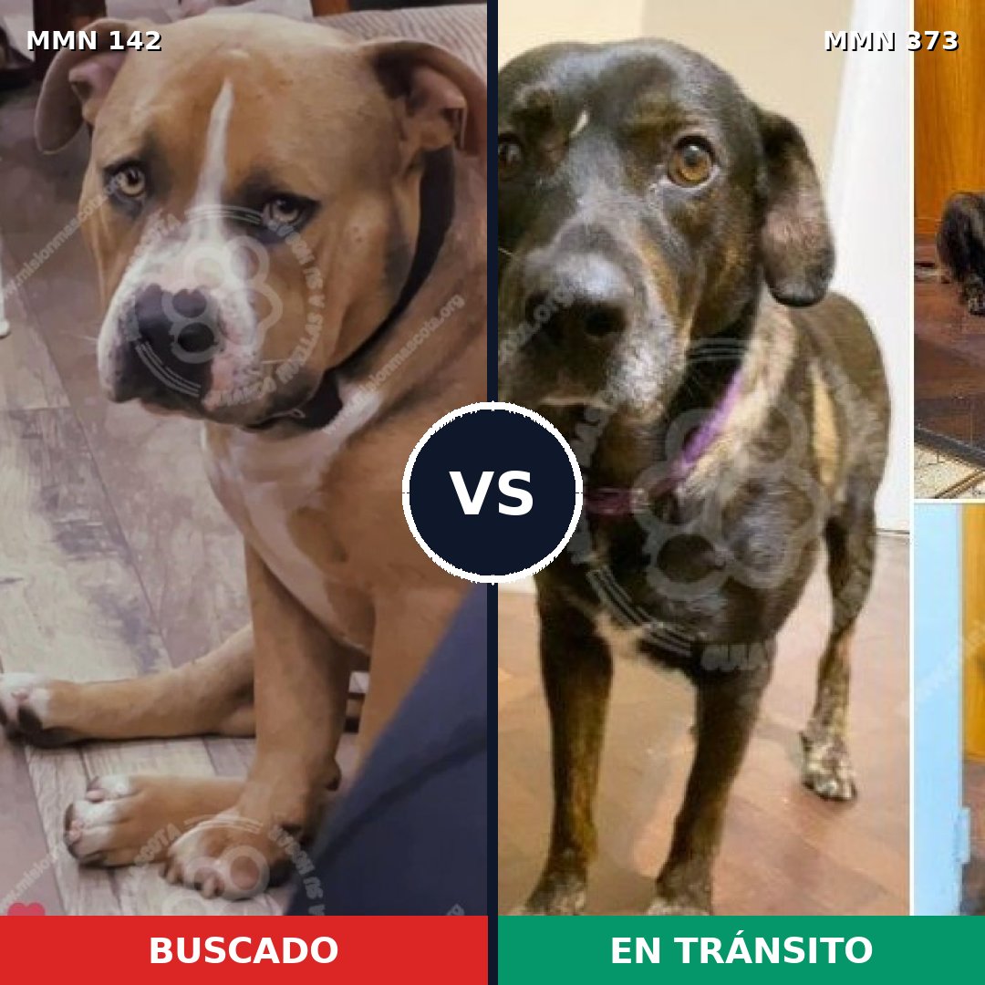 Comparativa MMS 3446: mascota perdida y mascota encontrada, 14% de similitud