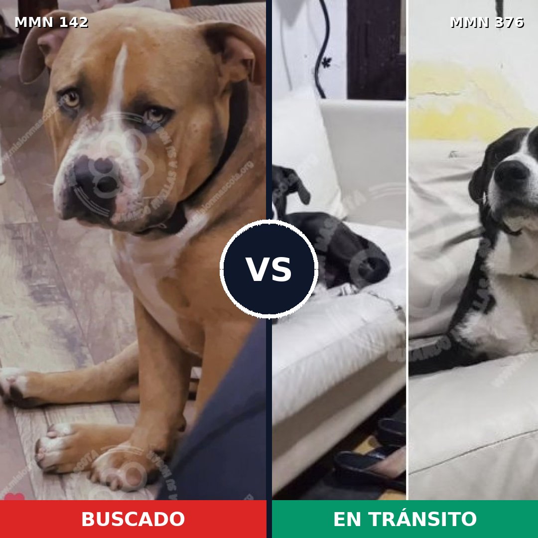 Comparativa MMS 3447: mascota perdida y mascota encontrada, 22% de similitud