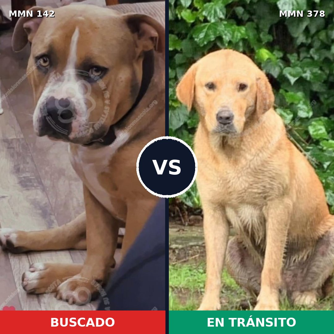 Comparativa MMS 3448: mascota perdida y mascota encontrada, 44% de similitud