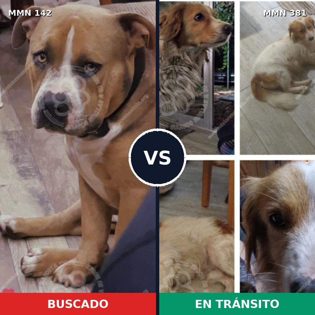 Comparativa MMS 3449: mascota perdida y mascota encontrada, 22% de similitud
