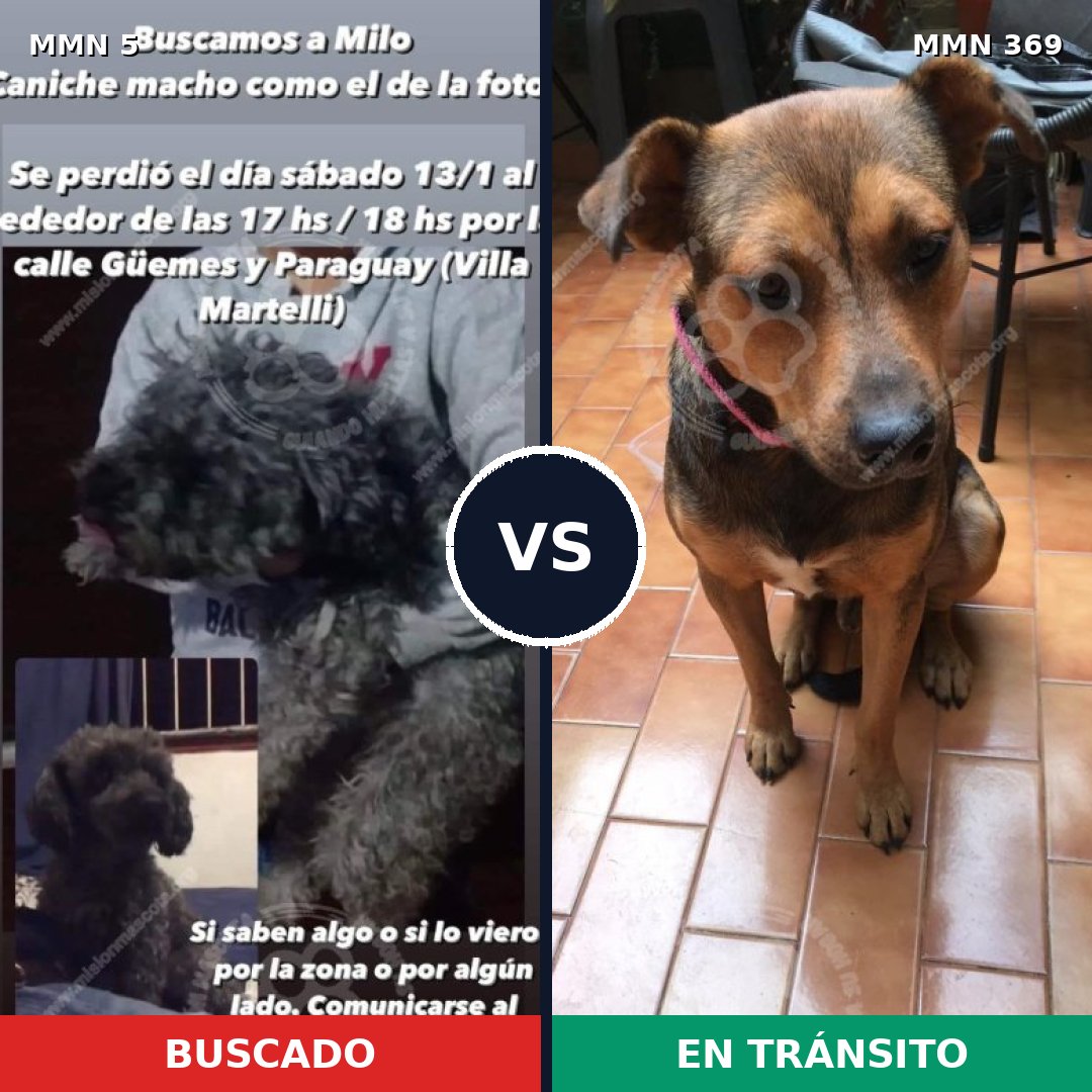 Comparativa MMS 345: mascota perdida y mascota encontrada, 39% de similitud