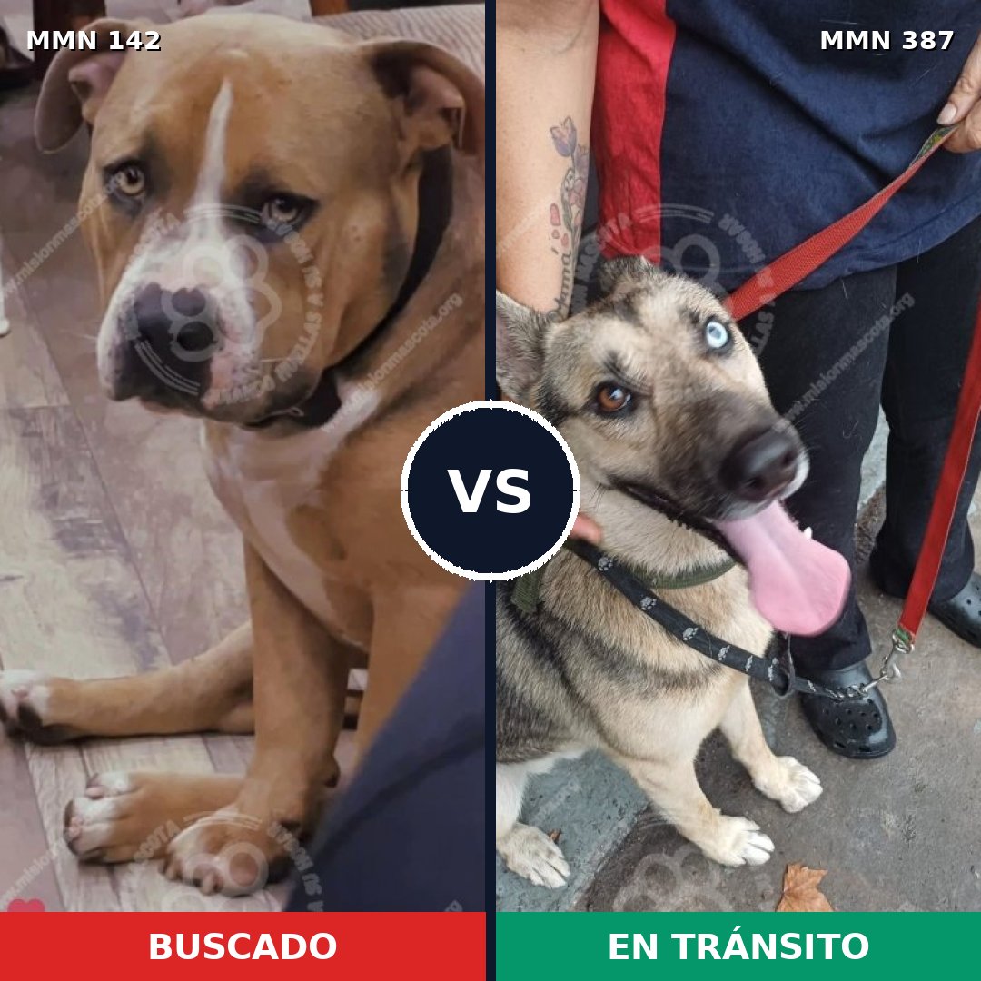 Comparativa MMS 3450: mascota perdida y mascota encontrada, 15% de similitud