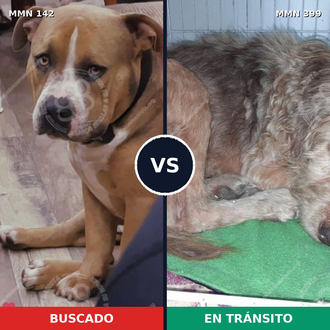 Comparativa MMS 3452: mascota perdida y mascota encontrada, 4% de similitud