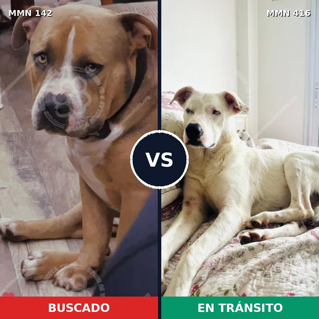 Comparativa MMS 3453: mascota perdida y mascota encontrada, 69% de similitud