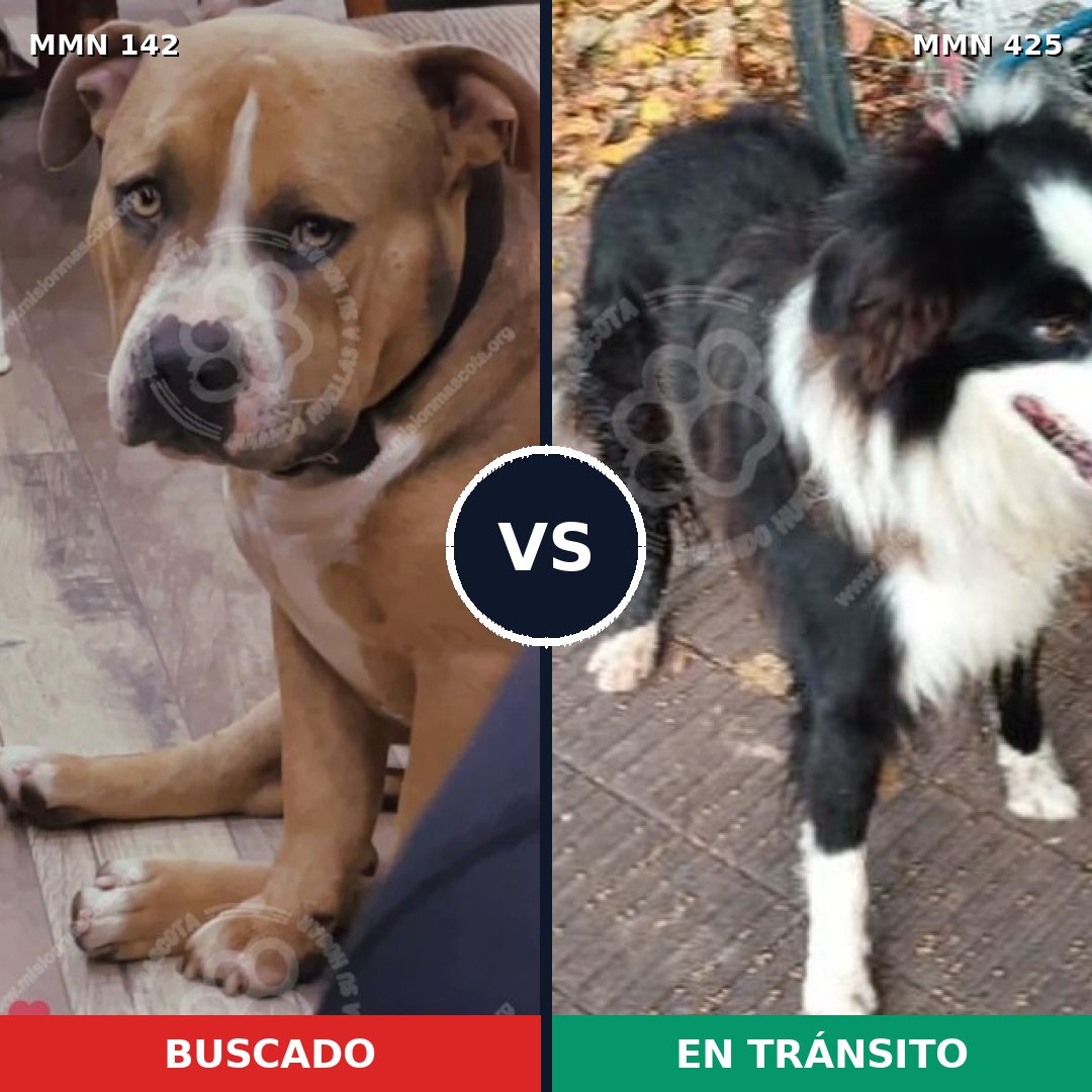 Comparativa MMS 3455: mascota perdida y mascota encontrada, 61% de similitud