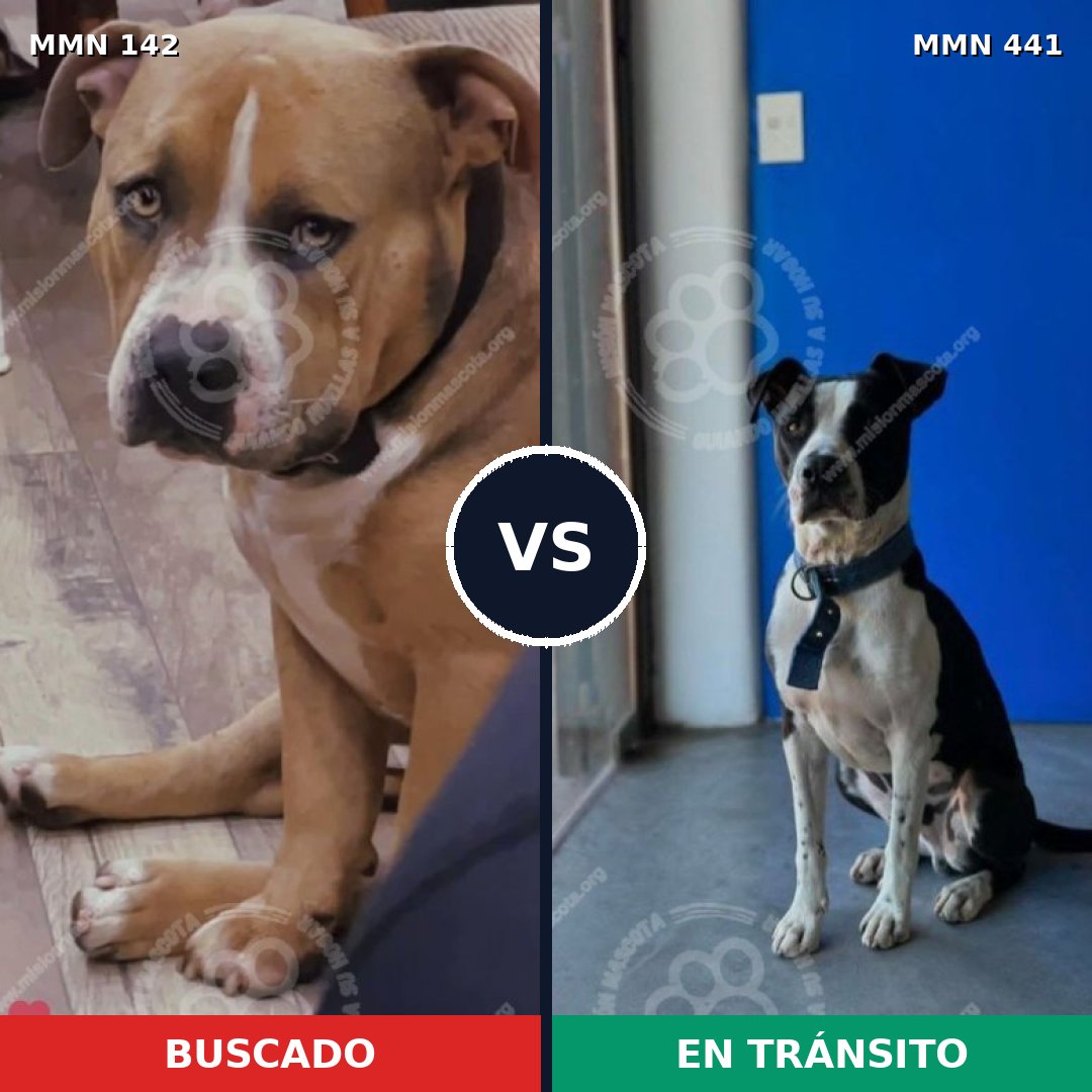 Comparativa MMS 3456: mascota perdida y mascota encontrada, 64% de similitud