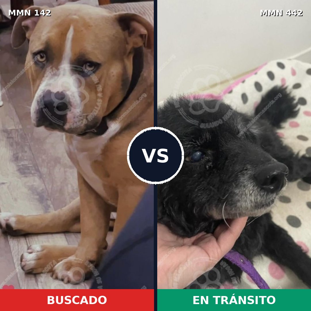 Comparativa MMS 3457: mascota perdida y mascota encontrada, 15% de similitud