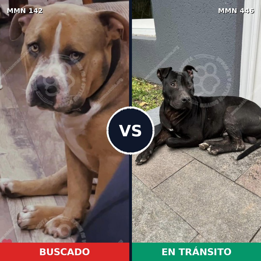 Comparativa MMS 3458: mascota perdida y mascota encontrada, 26% de similitud