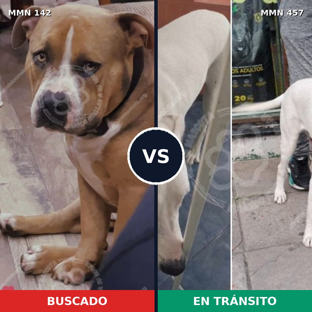 Comparativa MMS 3459: mascota perdida y mascota encontrada, 26% de similitud