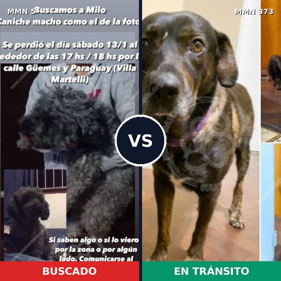 Comparativa MMS 346: mascota perdida y mascota encontrada, 29% de similitud