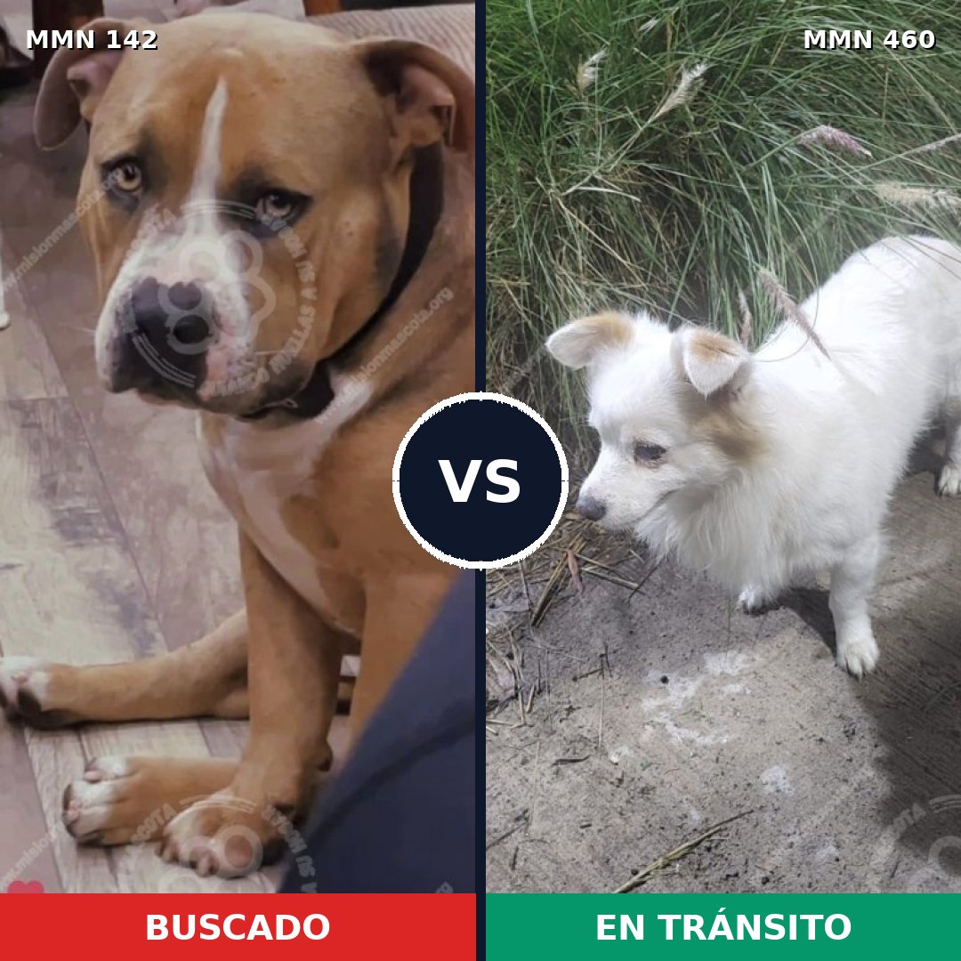Comparativa MMS 3460: mascota perdida y mascota encontrada, 23% de similitud