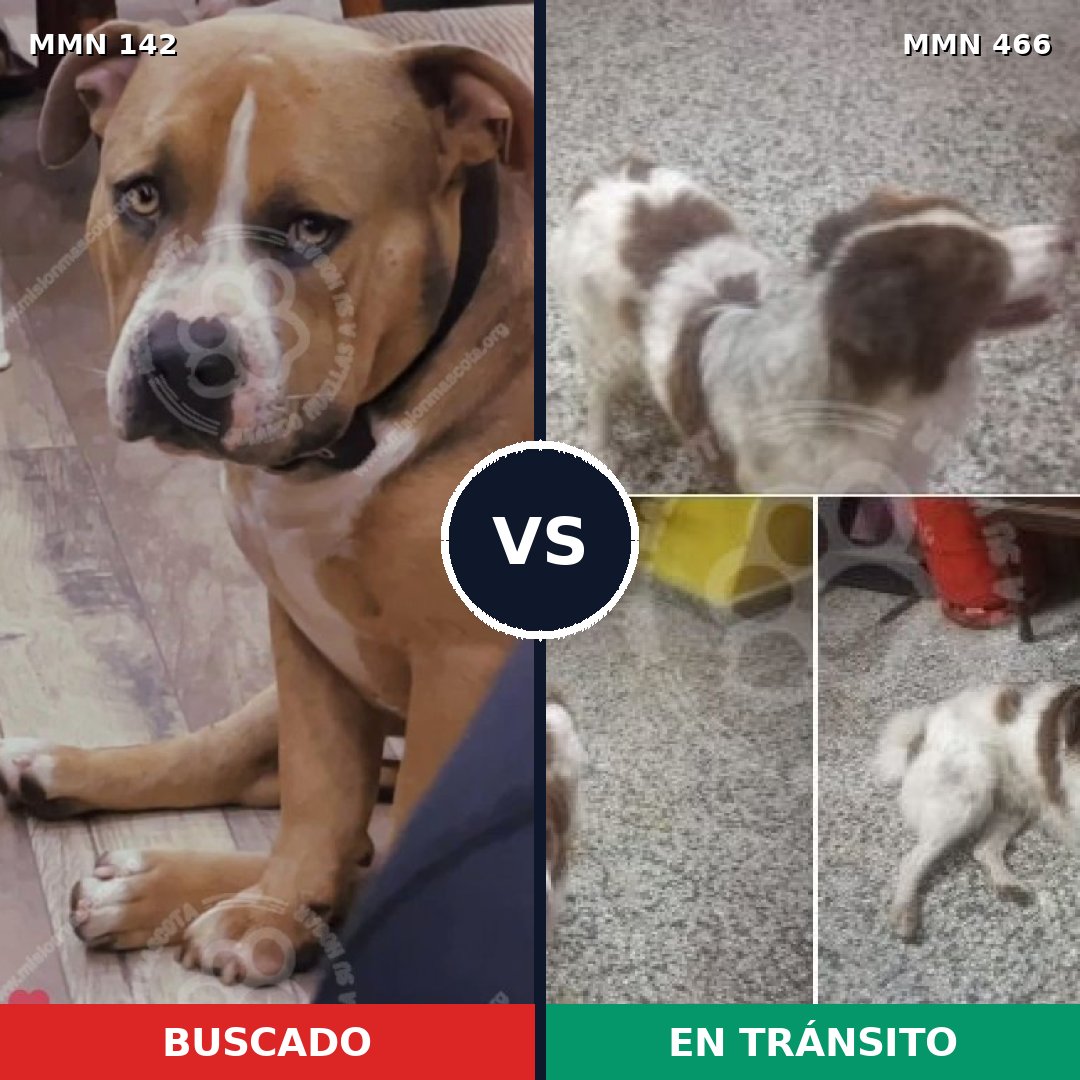 Comparativa MMS 3461: mascota perdida y mascota encontrada, 23% de similitud