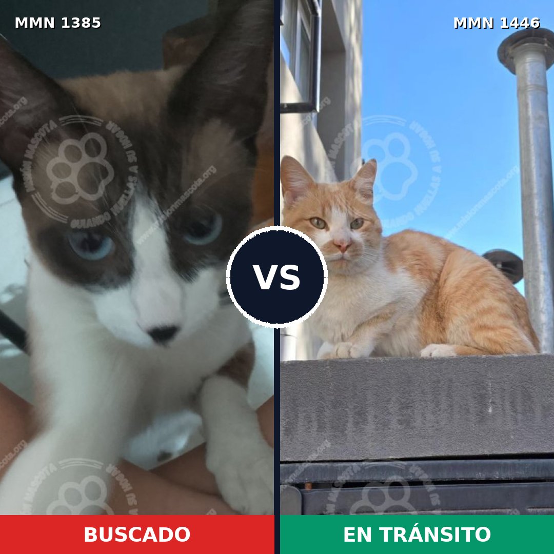 Comparativa MMS 34617: mascota perdida y mascota encontrada, 40% de similitud