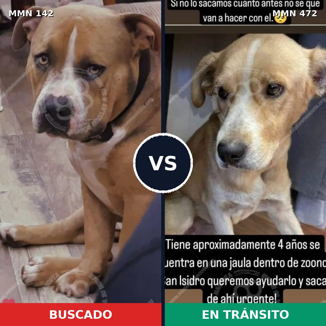 Comparativa MMS 3462: mascota perdida y mascota encontrada, 26% de similitud