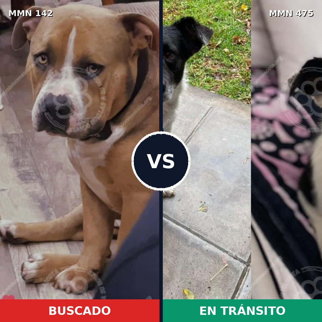 Comparativa MMS 3463: mascota perdida y mascota encontrada, 26% de similitud