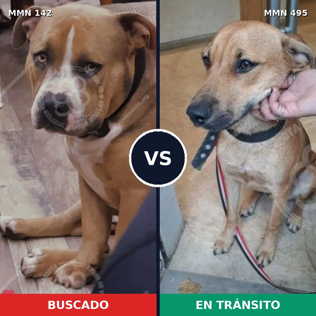 Comparativa MMS 3465: mascota perdida y mascota encontrada, 6% de similitud