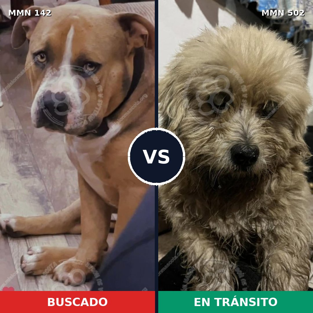 Comparativa MMS 3466: mascota perdida y mascota encontrada, 22% de similitud