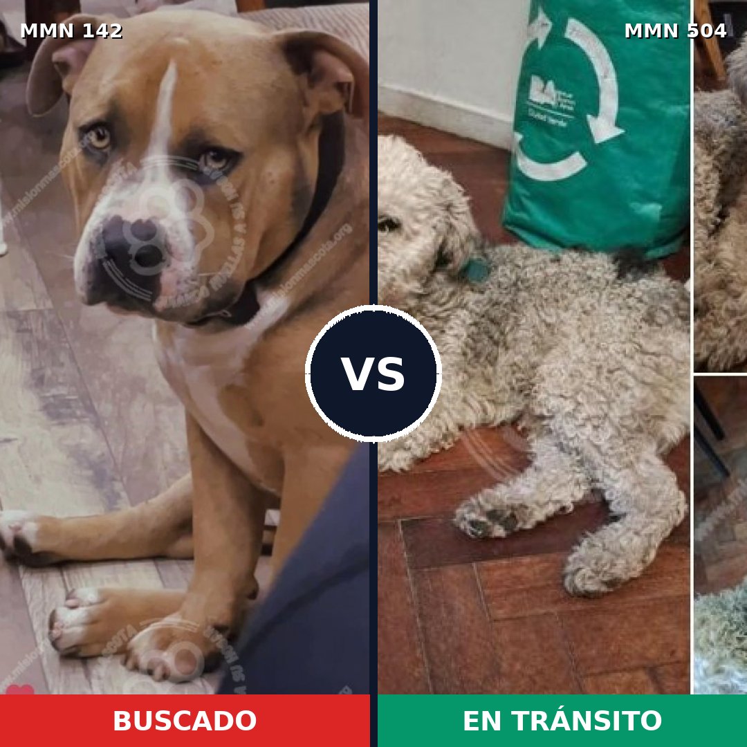 Comparativa MMS 3467: mascota perdida y mascota encontrada, 17% de similitud