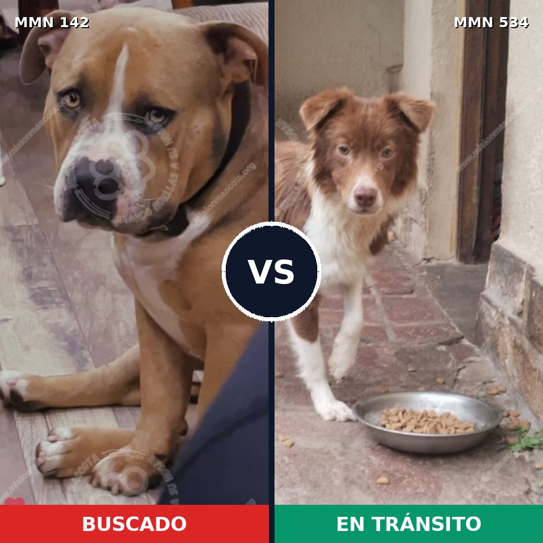 Comparativa MMS 3469: mascota perdida y mascota encontrada, 16% de similitud