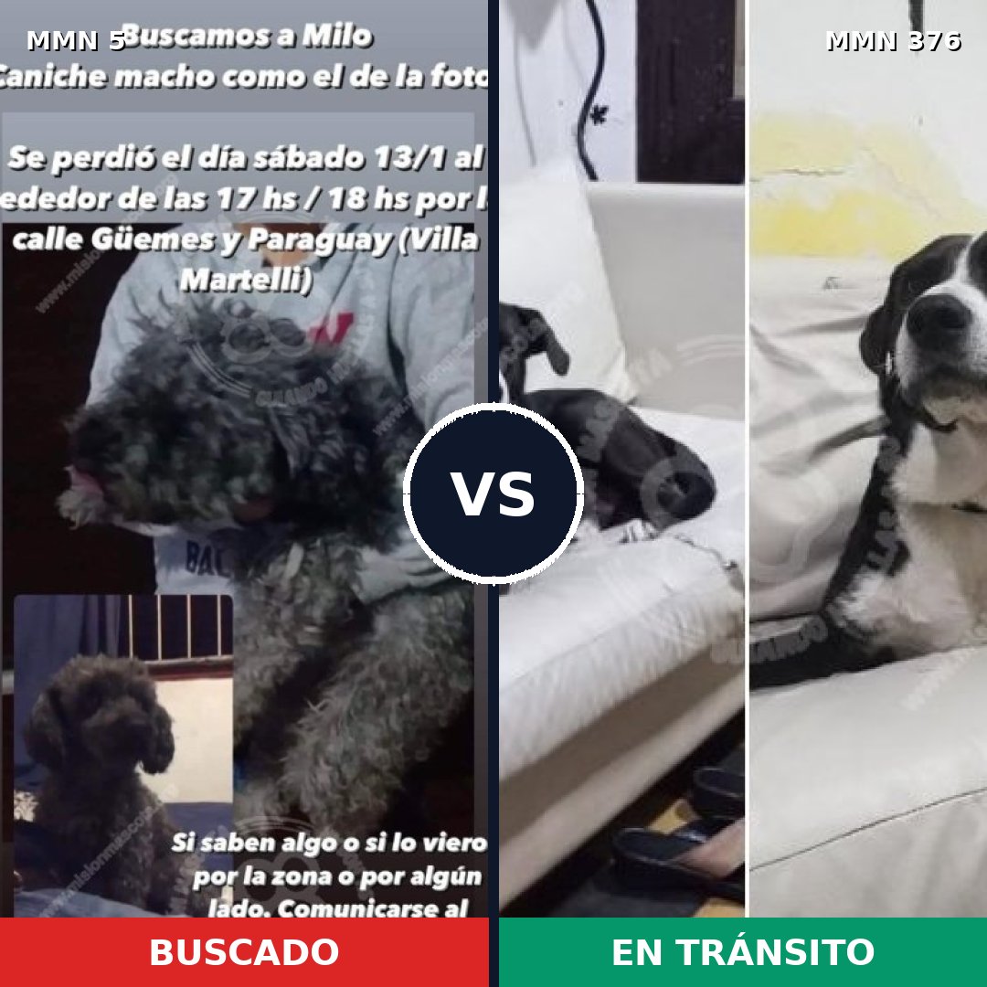 Comparativa MMS 347: mascota perdida y mascota encontrada, 42% de similitud