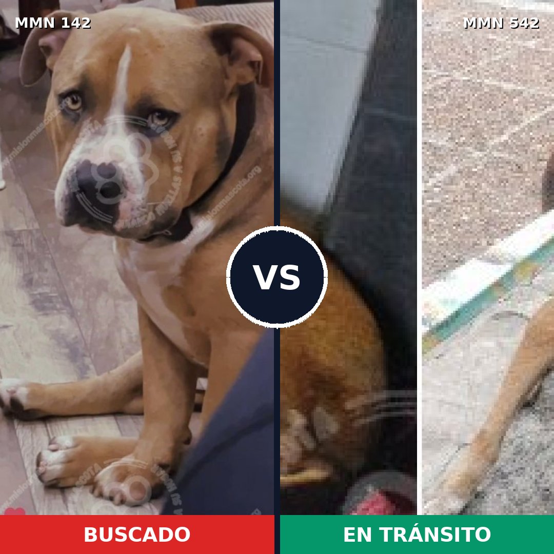 Comparativa MMS 3470: mascota perdida y mascota encontrada, 62% de similitud